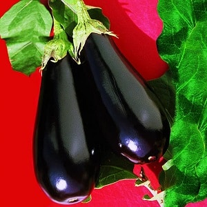 What is good about the Epic eggplant variety and why it is worth growing it
