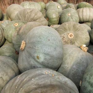 Why is Marble pumpkin so popular among farmers: one of the most delicious varieties that produces a rich harvest