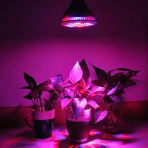Review of the Nutcracker eggplant variety: advantages and disadvantages, nuances of cultivation