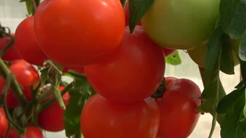 One of the best early-ripening and unpretentious varieties - tomato Lyubasha f1: yield and characteristics