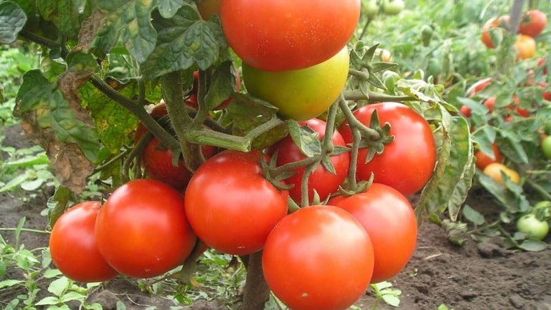 One of the best early-ripening and unpretentious varieties - tomato Lyubasha f1: yield and characteristics