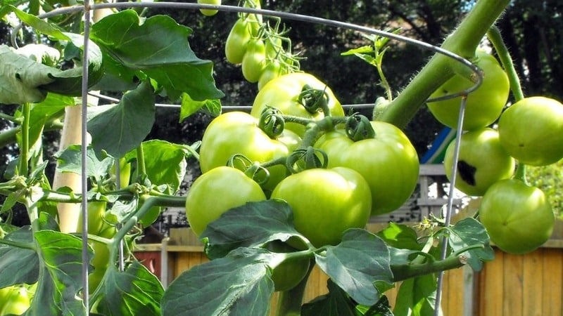 One of the best early-ripening and unpretentious varieties - tomato Lyubasha f1: yield and characteristics