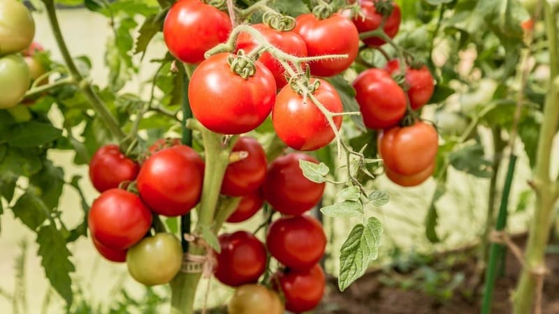 One of the best early-ripening and unpretentious varieties - tomato Lyubasha f1: yield and characteristics