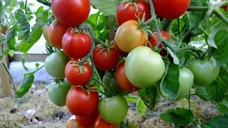 One of the best early-ripening and unpretentious varieties - tomato Lyubasha f1: yield and characteristics