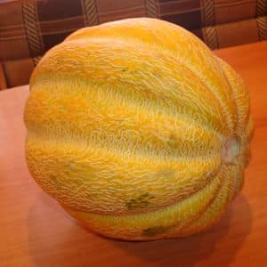 How does Chamomile melon differ from other varieties and is it worth growing?
