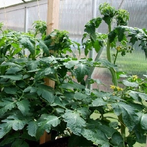 Why tomatoes in a greenhouse fatten and what to do if this happens: a guide to action and useful tips