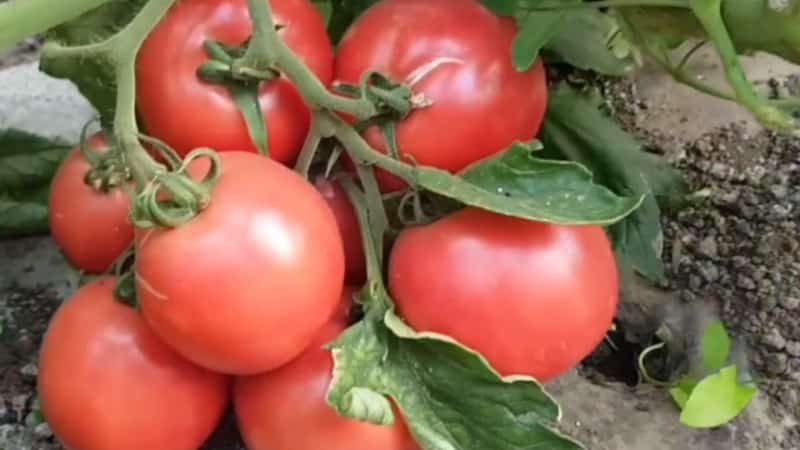 Early maturing, low-growing, pink tomato variety Pink Bush f1