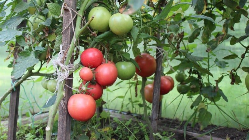 Early maturing, low-growing, pink tomato variety Pink Bush f1