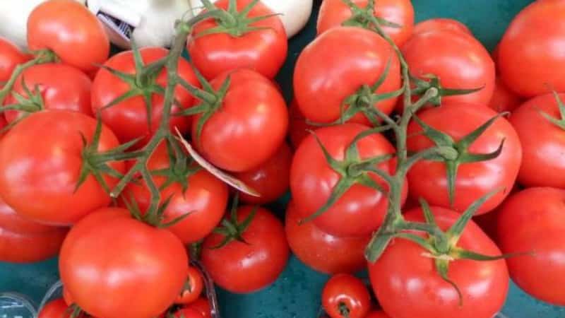 Early maturing, low-growing, pink tomato variety Pink Bush f1