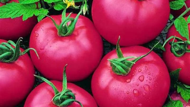 Early maturing, low-growing, pink tomato variety Pink Bush f1