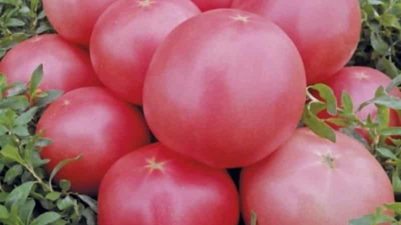 Early maturing, low-growing, pink tomato variety Pink Bush f1