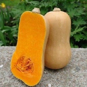 A favorite of gardeners and cooks - Butternut pumpkin: we grow it without hassle and use it in delicious recipes