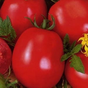 Universal, productive, early ripening and so beloved by summer residents, the Siberian Miracle tomato