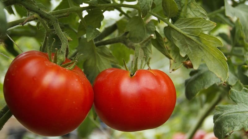 Universal, productive, early ripening and so beloved by summer residents, the Siberian Miracle tomato