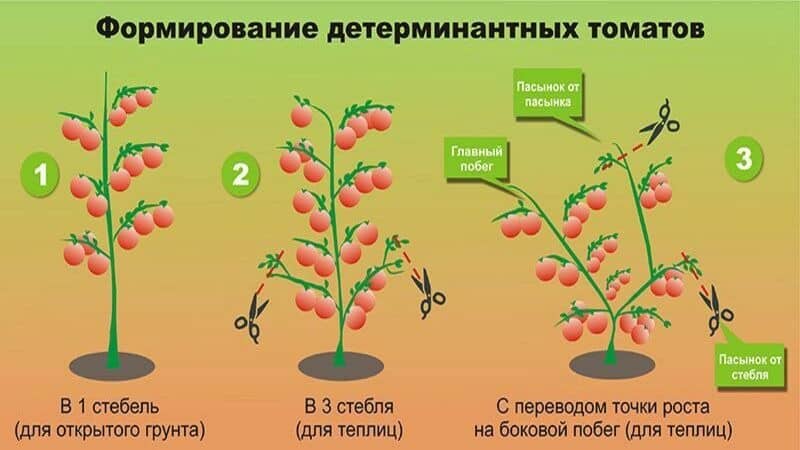 Overview of the Gardener tomato: advantages and disadvantages, growing conditions and characteristics of the finished crop