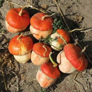 What does the decorative turban-shaped pumpkin Red Riding Hood look like and why grow it?