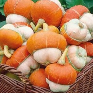 What does the decorative turban-shaped pumpkin Red Riding Hood look like and why grow it?