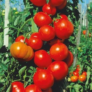 High yields at minimal cost - Spasskaya Tower f1 tomato: reviews from gardeners and growing secrets
