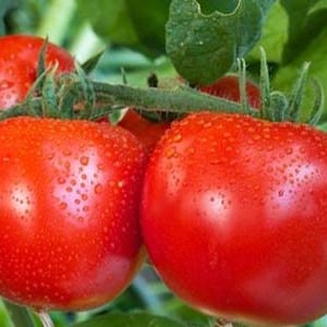 High yields at minimal cost - Spasskaya Tower f1 tomato: reviews from gardeners and growing secrets