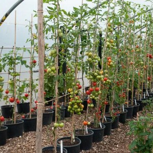 High yields at minimal cost - Spasskaya Tower f1 tomato: reviews from gardeners and growing secrets