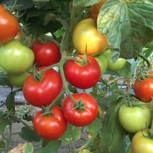 Ideal for cool climates, but at the same time giving a rich harvest, the Marfa F1 tomato