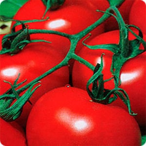 Ideal for cool climates, but at the same time giving a rich harvest, the Marfa F1 tomato