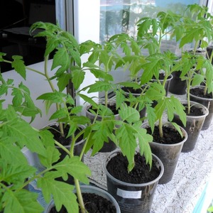 Ideal for cool climates, but at the same time giving a rich harvest, the Marfa F1 tomato