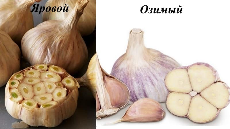 What determines the yield of garlic and how to increase it: advice from experienced farmers and nuances of cultivation