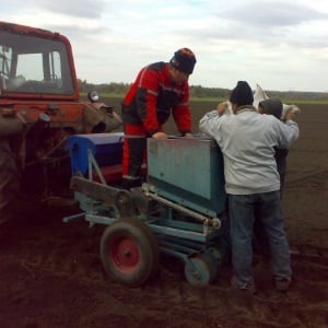What determines the yield of garlic and how to increase it: advice from experienced farmers and nuances of cultivation