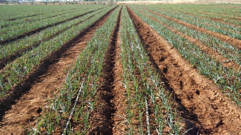 What determines the yield of garlic and how to increase it: advice from experienced farmers and nuances of cultivation