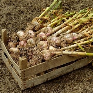What determines the yield of garlic and how to increase it: advice from experienced farmers and nuances of cultivation