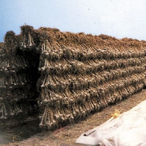What determines the yield of garlic and how to increase it: advice from experienced farmers and nuances of cultivation