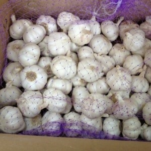 What determines the yield of garlic and how to increase it: advice from experienced farmers and nuances of cultivation
