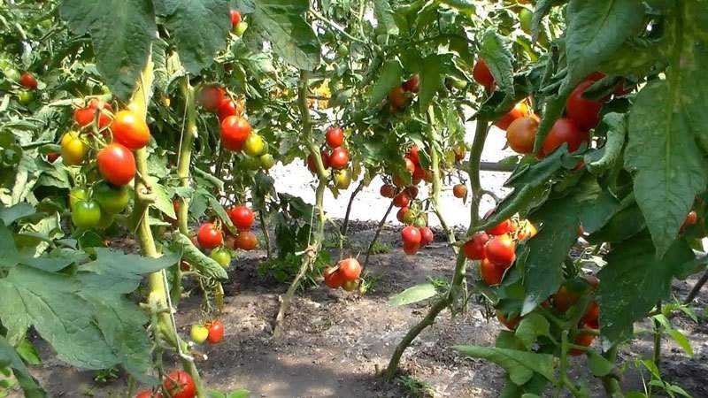 Hybrid variety from Japanese breeders - Pink Paradise F1 tomato