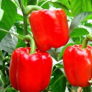 Sweet and juicy pepper variety Tolstyachok for greenhouses and open ground