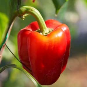 Sweet and juicy pepper variety Tolstyachok for greenhouses and open ground