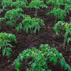 We grow tomato Pink miracle F1 from sowing to harvest: reviews from farmers and practical recommendations