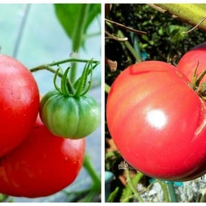 We grow tomato Pink miracle F1 from sowing to harvest: reviews from farmers and practical recommendations