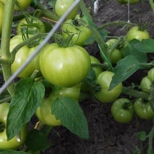We grow tomato Pink miracle F1 from sowing to harvest: reviews from farmers and practical recommendations