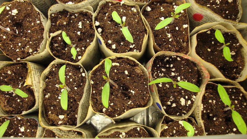 Assortment of Koenigsberg tomatoes: descriptions of varieties and tips for effective cultivation