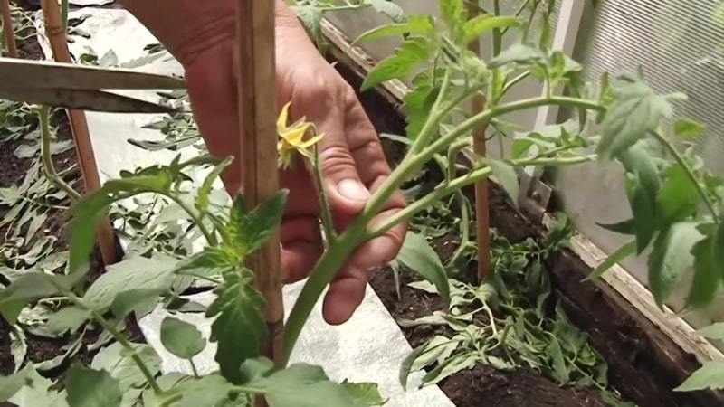 Assortment of Koenigsberg tomatoes: descriptions of varieties and tips for effective cultivation
