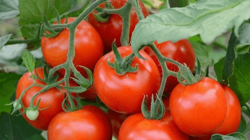 A good choice even for beginner gardeners is the Mashenka tomato and the secrets of growing it to get a rich harvest