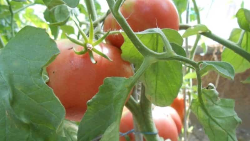 A good choice even for beginner gardeners is the Mashenka tomato and the secrets of growing it to get a rich harvest