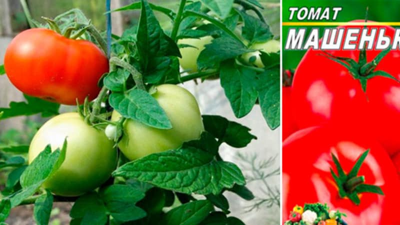 A good choice even for beginner gardeners is the Mashenka tomato and the secrets of growing it to get a rich harvest