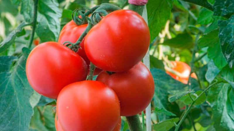 A good choice even for beginner gardeners is the Mashenka tomato and the secrets of growing it to get a rich harvest