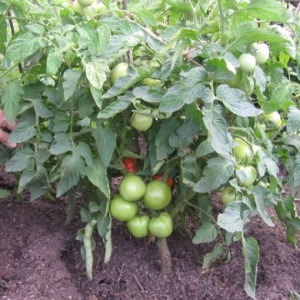 Tomato Em Champion: characteristics and description of the variety, reviews from those who planted tomatoes and photos