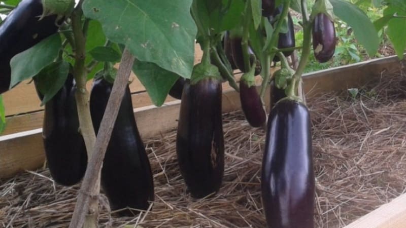 What is good about the Epic eggplant variety and why it is worth growing it