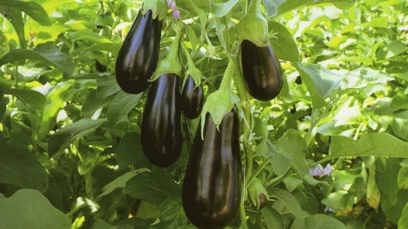 What is good about the Epic eggplant variety and why it is worth growing it