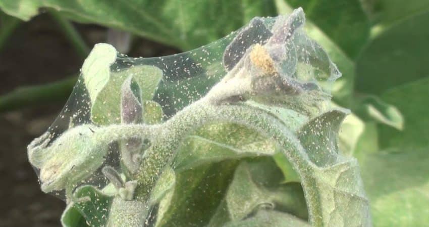 How dangerous are spider mites on eggplants and how to effectively fight them