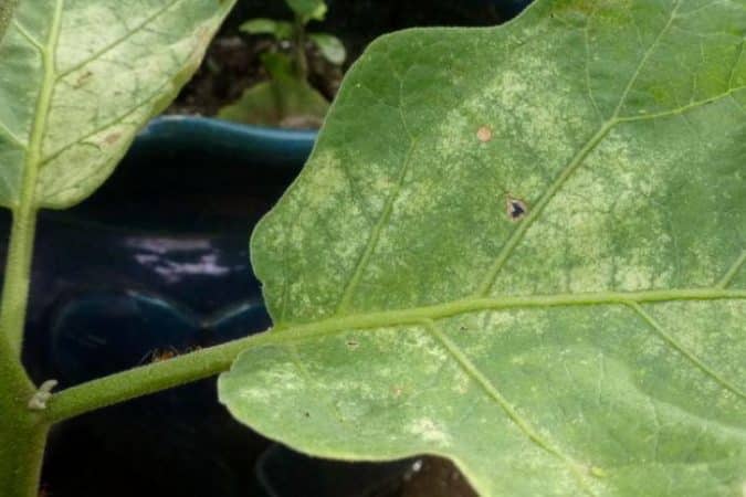 How dangerous are spider mites on eggplants and how to effectively fight them